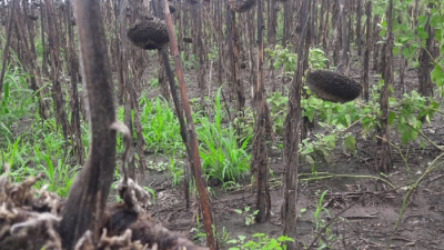 El campo, complicado, clama por el cese de lluvias