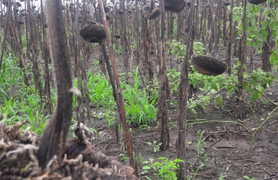 El campo, complicado, clama por el cese de lluvias