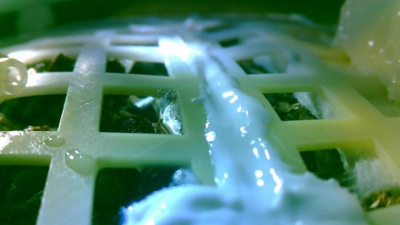 Murió la primera planta de algodón que había nacido en la Luna