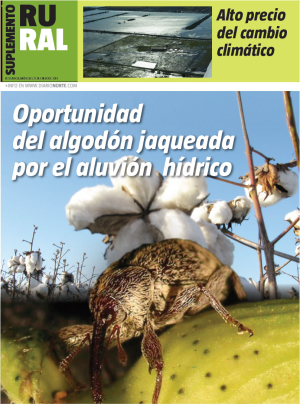 Oportunidad del algodón jaqueada por el aluvión hídrico