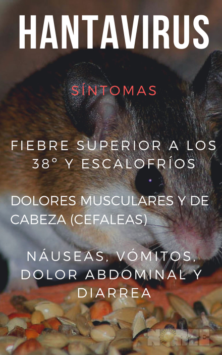 hantavirus1.jpg