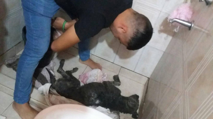 perro enterrado 4.jpg