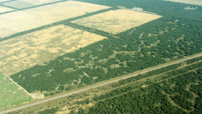 Nueva metodología del Fondo Nacional de Bosques: los avances y los desafíos