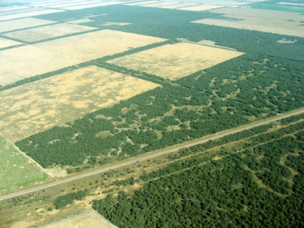 BOSQUES-CHAQUENOS.jpg