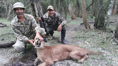 Corrientes: preocupación por caza furtiva de pumas