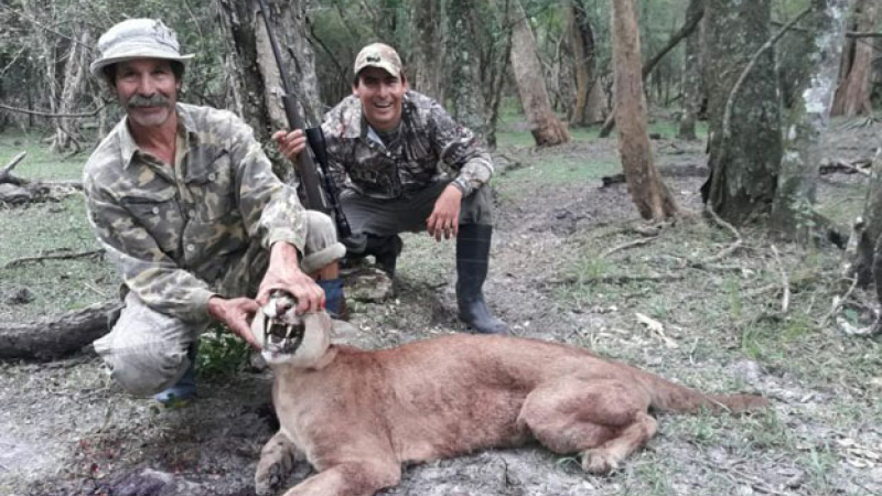 Corrientes: preocupación por caza furtiva de pumas