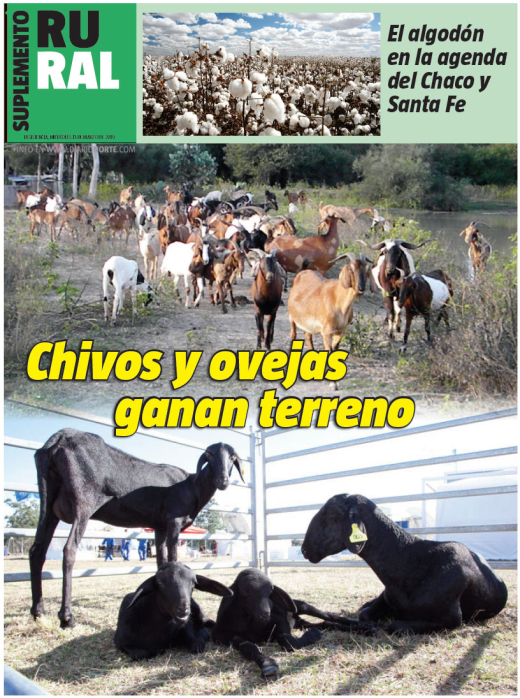 Chivos y ovejas ganan terreno