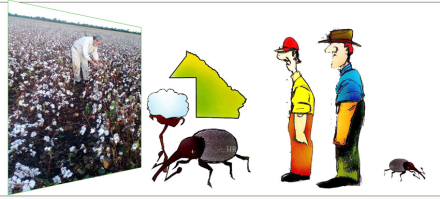 DIBUJO-RURAL-ALGODON-PICUDO.jpg