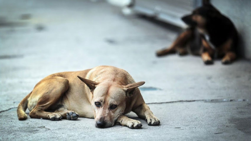 Córdoba: presentaron un proyecto para la adopción de perros callejeros