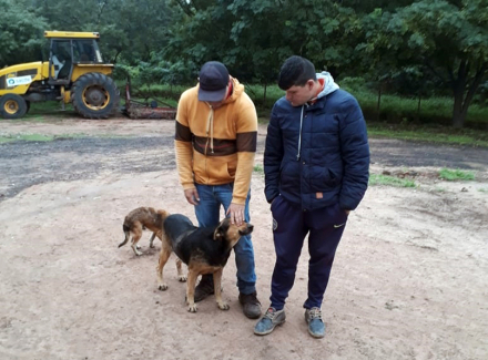 Perros custodios 2.jpg