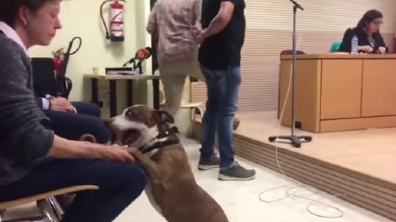 En un hecho inédito, una perra asiste como testigo a un juicio por maltrato animal