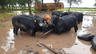 El exceso de humedad hace que la soja y el algodón rebroten en capsulas y capullos