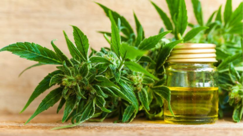 Lanzan talleres gratuitos sobre autocultivo, cannabis medicinal e industrial