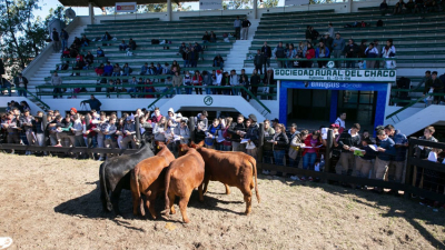 La Nación Ganadera Norte y la Nacional Brangus arrancan en Resistencia