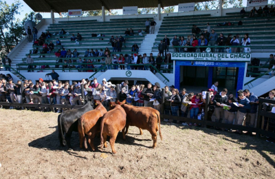 La Nación Ganadera Norte y la Nacional Brangus arrancan en Resistencia
