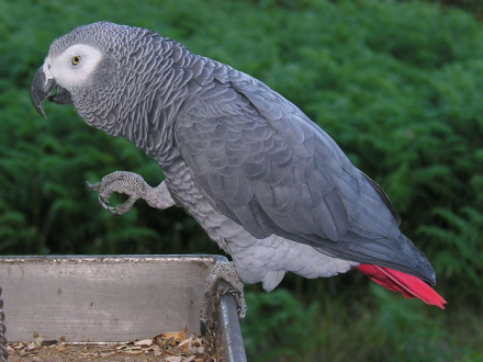 loro.jpg