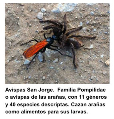 avispa-san-jorge3.jpg