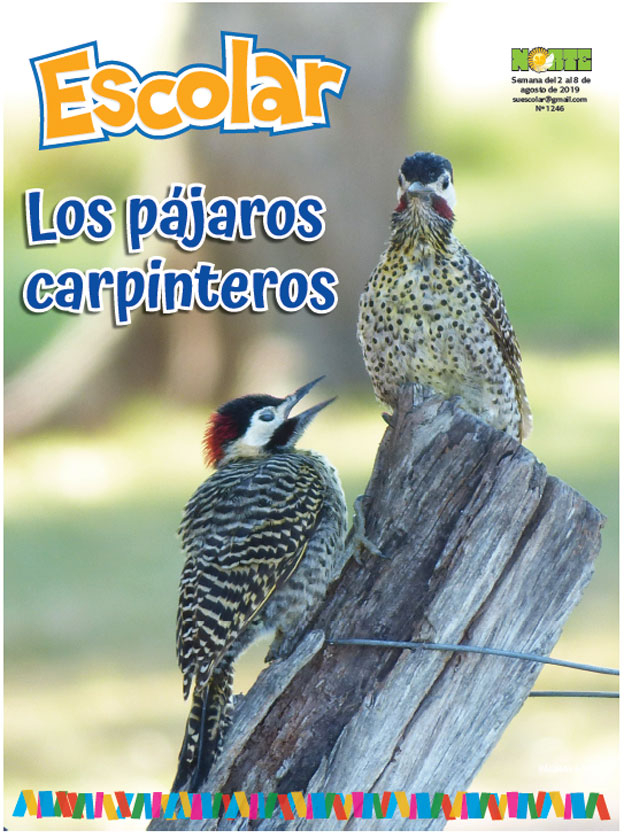 Los pájaros carpinteros