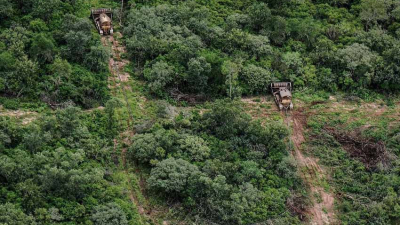 Incendios en el Amazonas: los bosques del Gran Chaco también están en peligro