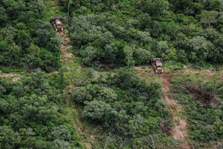 bosque nativo.jpg