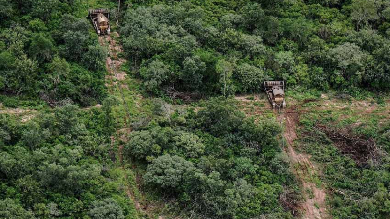 Incendios en el Amazonas: los bosques del Gran Chaco también están en peligro