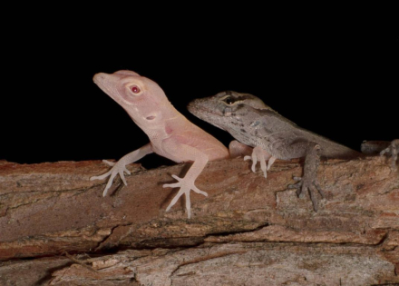 albino lizards3.jpg