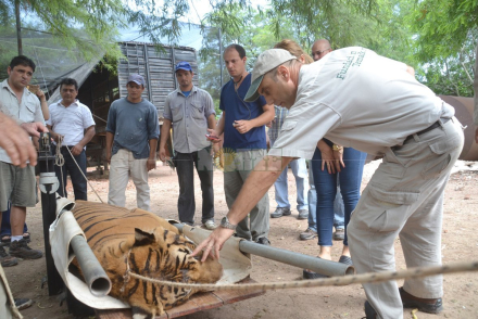 tigre bengala.jpg
