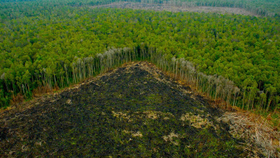 El papa advierte sobre la deforestación de Madagascar