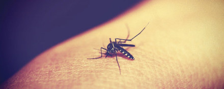 dengue02.jpg