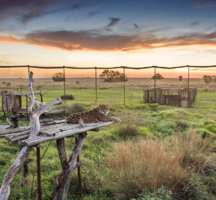 Yaguarete Ibera.JPG