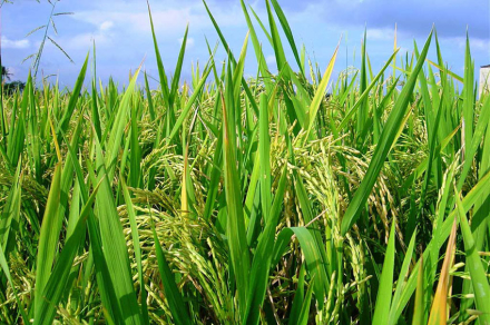 arroz-12.jpg