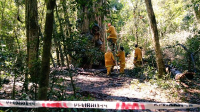 Misiones: quemaron un árbol milenario al querer preparar mate