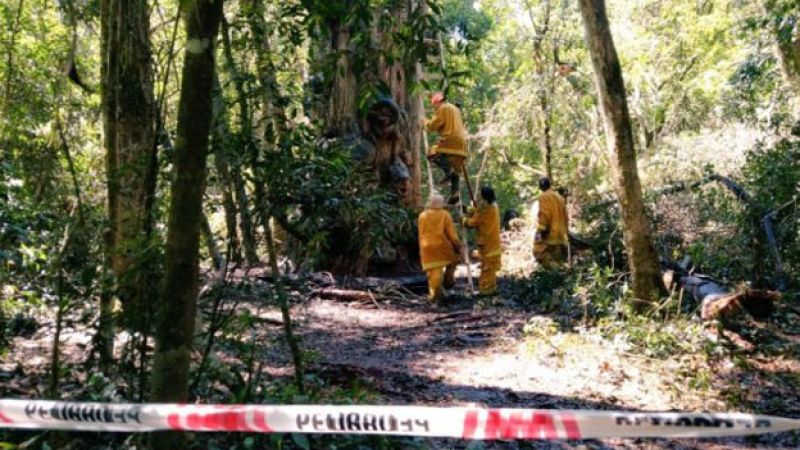 Misiones: quemaron un árbol milenario al querer preparar mate