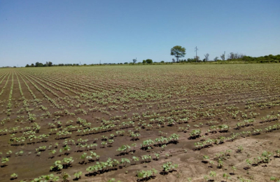 Productora llama a reimpulsar al Chaco como provincia algodonera