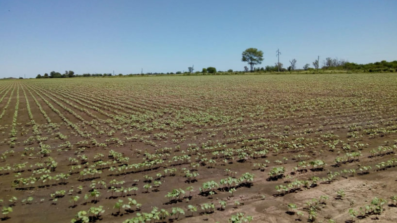 Productora llama a reimpulsar al Chaco como provincia algodonera