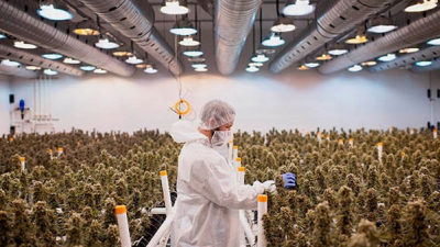 Cannabis: propiedades y beneficios que aún faltan medir