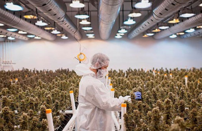 Cannabis: propiedades y beneficios que aún faltan medir