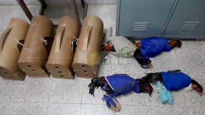 Fue detenido con ocho gallos de riñas: el valor total supera los 800 mil pesos ?