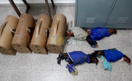 gallos de riña.jpg