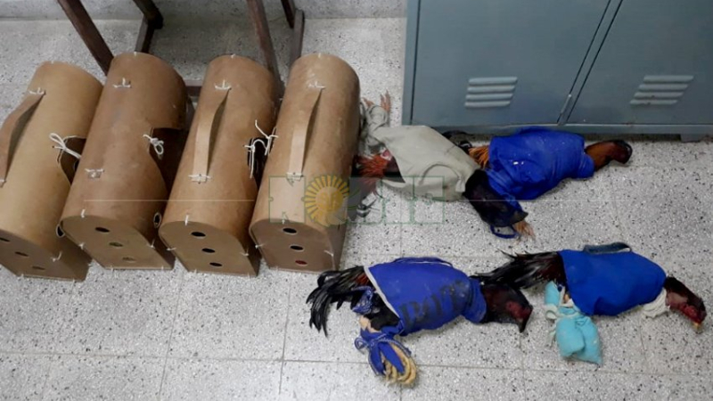 Fue detenido con ocho gallos de riñas: el valor total supera los 800 mil pesos ?