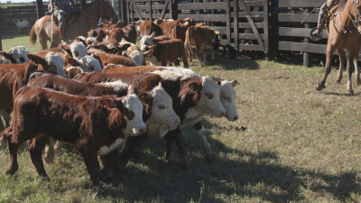 Remates ganaderos chaqueños con $60 millones en ventas y 300 productores alcanzados