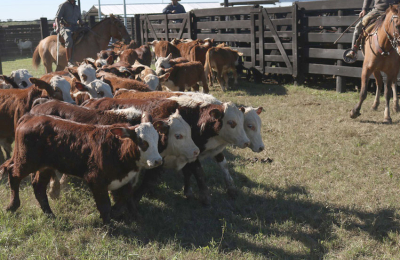 Remates ganaderos chaqueños con $60 millones en ventas y 300 productores alcanzados