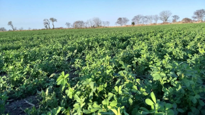 En campos argentinos ya se siembra una alfalfa de mayor calidad nutricional