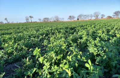 En campos argentinos ya se siembra una alfalfa de mayor calidad nutricional