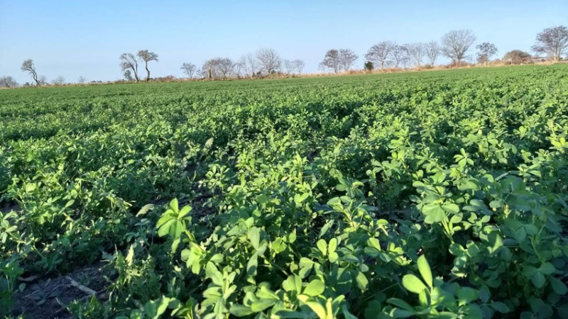 En campos argentinos ya se siembra una alfalfa de mayor calidad nutricional