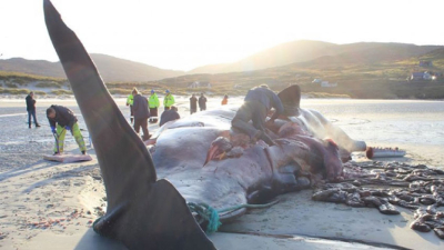 Escocia: hallaron una ballena muerta con 100 kilos de plástico en su estómago