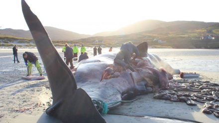 ballena.jpg