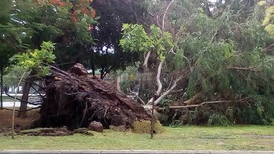 Fuerte tormenta: Caídas de árboles y un semáforo en Charata