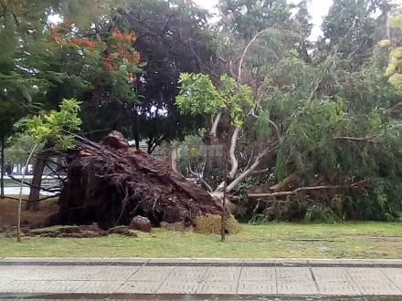 58arbol caido paseo.jpeg