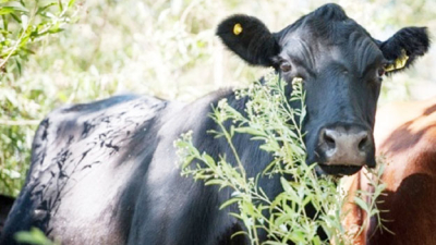 El Chaco cierra un año productivo con buenos resultados